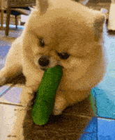 a small dog chews on a green cucumber on the floor