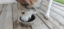 a dog is eating food from a metal bowl on a wooden deck