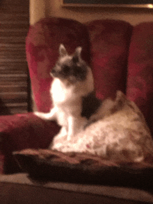 a dog is sitting on a red couch with a pillow