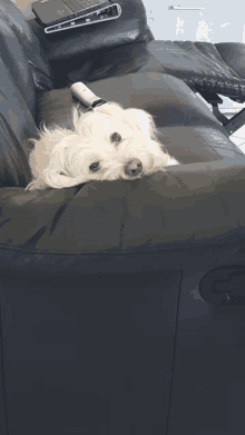 a small white dog laying on a black couch