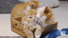 two cats are kissing in a cardboard box that says unomatch.com/gifpictures on it