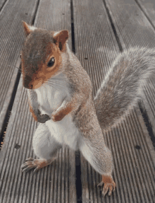 a squirrel standing on its hind legs on a wooden floor