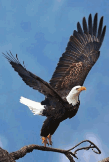 a bald eagle sitting on a tree branch with its wings spread