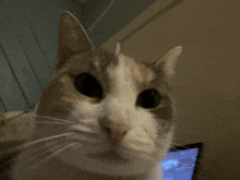 a close up of a cat 's face with a computer monitor in the background