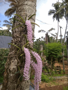 a tree with a purple flower growing on it