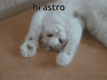 a white cat is laying on its back with the words hi astro written above it