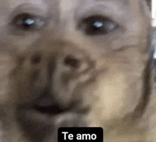 a close up of a dog 's face with the words `` te amo '' next to it .