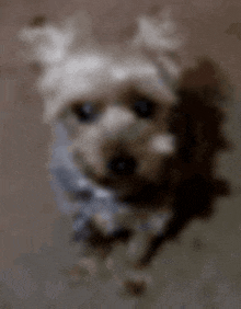 a blurry picture of a small dog looking at the camera .