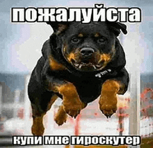 a rottweiler dog is jumping in the air with a foreign language caption .