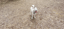 a white dog with a red tongue is standing on a dirt path