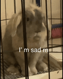 a rabbit in a cage with the words i 'm sad rn on the bottom