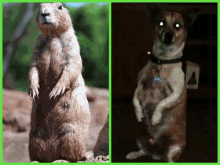 a picture of a prairie dog next to a picture of a small dog