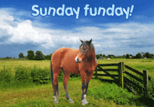 a horse standing in a field with the words sunday funday written above it