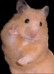 a close up of a hamster 's face and paws on a black background