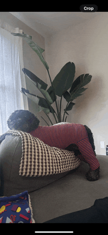 a dog is laying on a couch next to a plant with the word crop visible