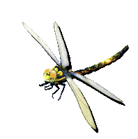 a dragonfly with a long tail and yellow eyes