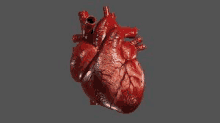 a 3d model of a human heart on a gray background