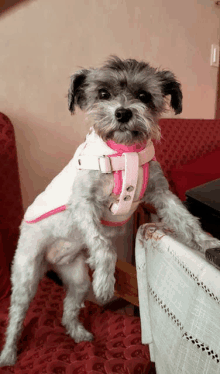 a small dog wearing a pink and white vest and harness