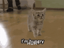 a kitten is walking and says i 'm hungry on the floor