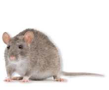 a gray and white mouse is sitting on a white background