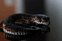 a leopard gecko is laying down on a black surface