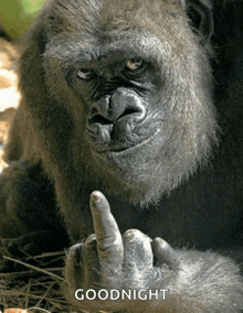 a gorilla is giving the middle finger and the words goodnight are below it