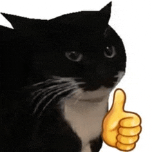 a black cat is giving a thumbs up sign .