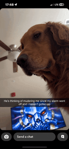 a phone screen shows a dog with a caption that says he 's thinking of murdering me since my alarm went off