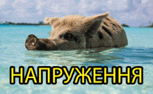 a picture of a pig swimming in the ocean with the words " напряження " written on the bottom