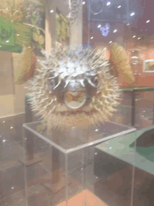 a puffer fish is displayed in a clear display case