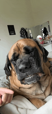 a dog laying on a bed with a poster on the wall that says ' time '