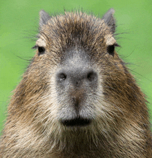 a close up of a capybara 's face against a green background