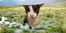 a black and white cat is standing in a field of grass