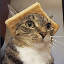 a cat is wearing a piece of cheese on its head