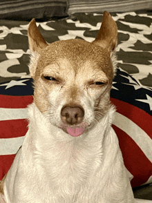 a brown and white dog sticking its tongue out while laying on a bed