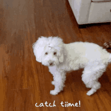 a small white dog standing on a wooden floor with the words catch time written below it