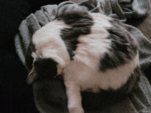 a gray and white cat laying on a blanket