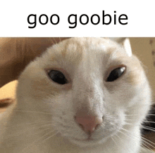 a person is petting a white cat 's head with the words `` goo goobie '' above it .