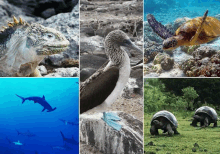 a collage of images shows a shark a blue footed booby a sea turtle and a tortoise