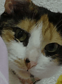 a close up of a calico cat 's face looking at the camera