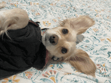 a dog wearing a black jacket is laying on its back on a bed