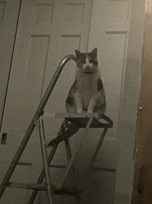 a cat sitting on top of a ladder in front of a door