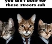 three cats dressed in suits and ties are standing next to each other .