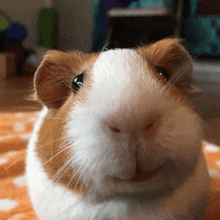 a close up of a brown and white guinea pig 's face