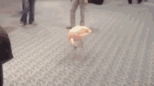 a flamingo is walking on one leg on a carpeted floor in a room .