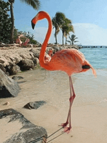 a flamingo stands on one leg on the beach near the water