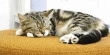 a cat is sleeping on a carpet on a stool .