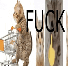 a kitten pushing a shopping cart with the word fuck written on it