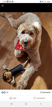 a dog is laying on a wooden floor next to a stuffed animal