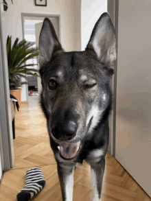 a dog winks at the camera while standing next to a pair of striped socks on the floor